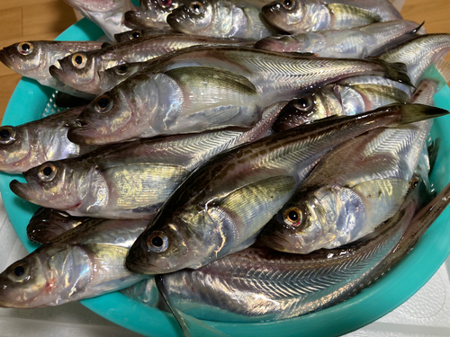 ハタハタの釣果