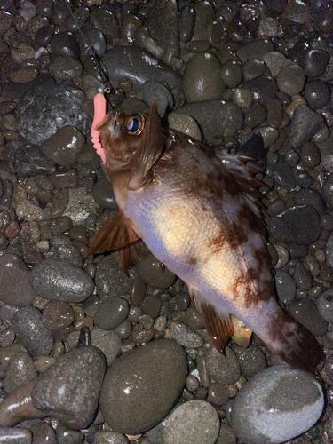 メバルの釣果