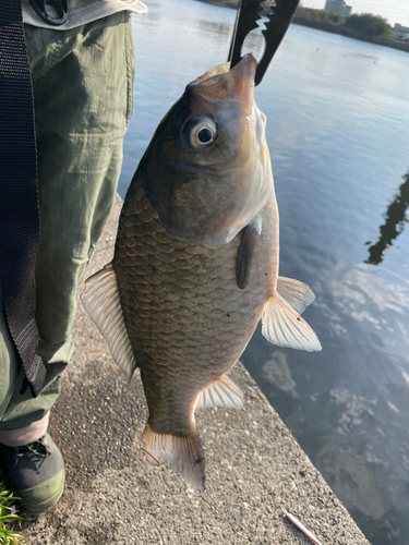 ヘラブナの釣果