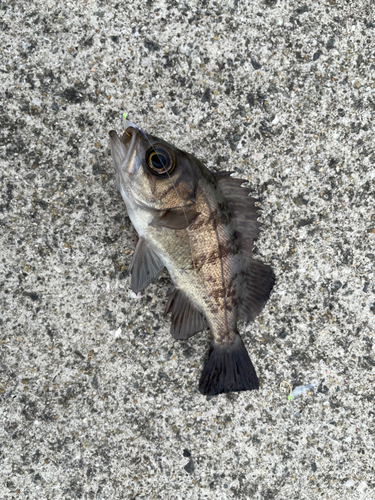 メバルの釣果