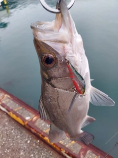 セイゴ（ヒラスズキ）の釣果