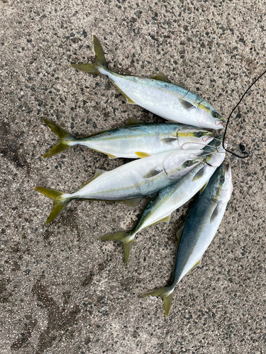 ハマチの釣果