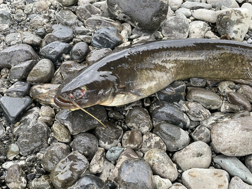 ナマズの釣果