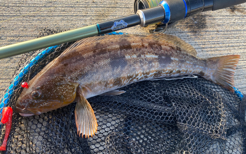 アイナメの釣果