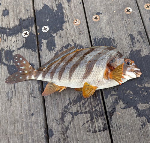 タカノハダイの釣果