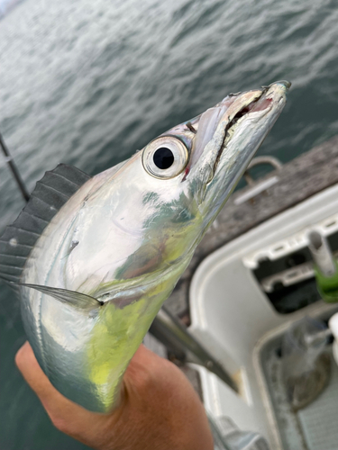 タチウオの釣果