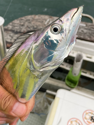 タチウオの釣果