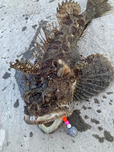 トウベツカジカの釣果