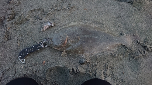 ヒラメの釣果