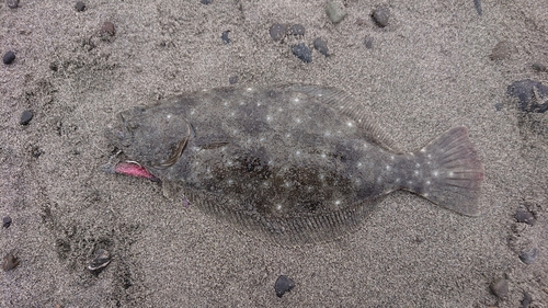 ヒラメの釣果