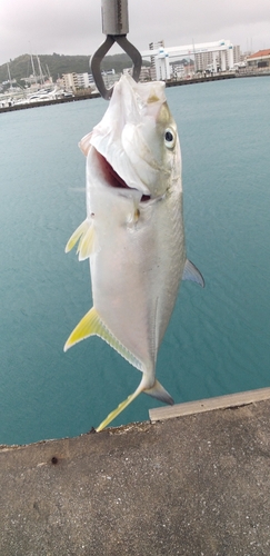 オニヒラアジの釣果