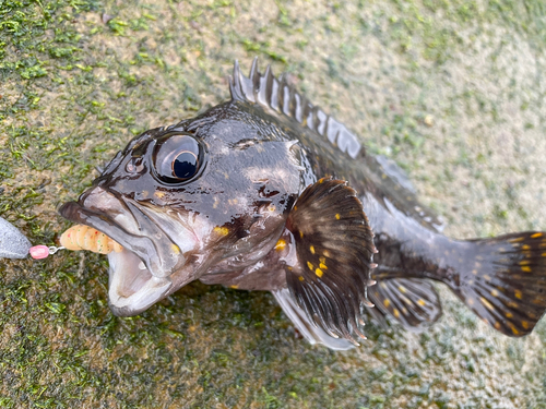 オウゴンムラソイの釣果