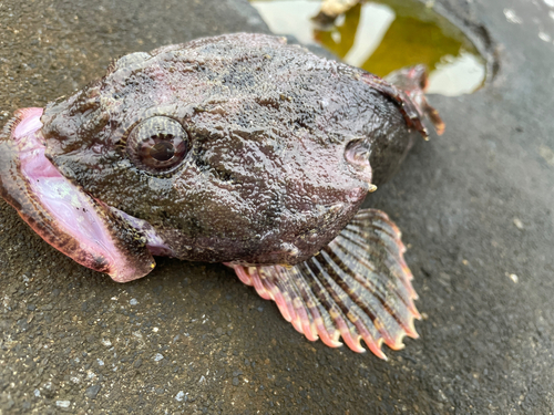 ギスカジカの釣果