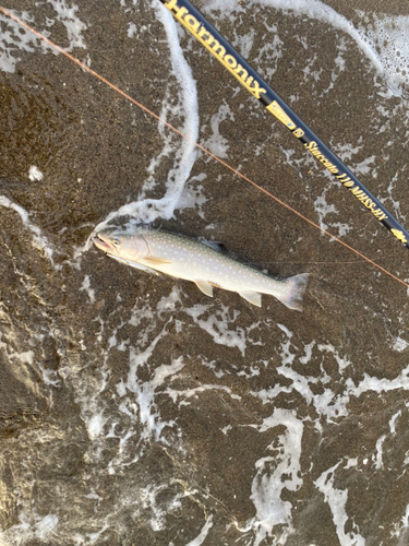 アメマスの釣果