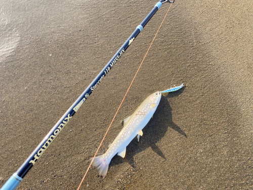 アメマスの釣果