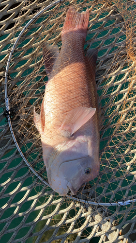 コブダイの釣果