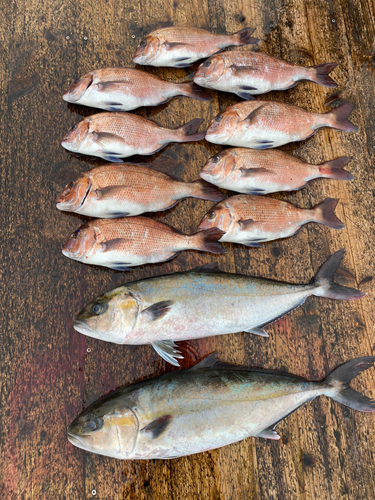 マダイの釣果