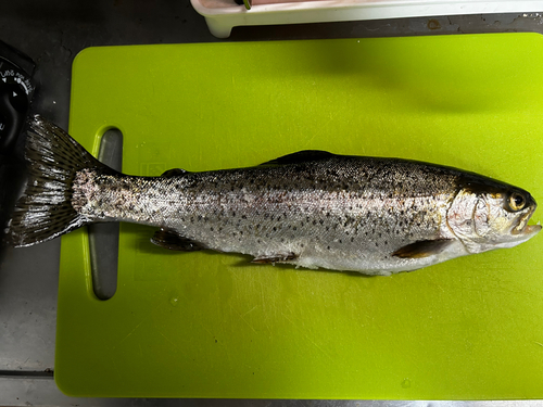 ニジマスの釣果