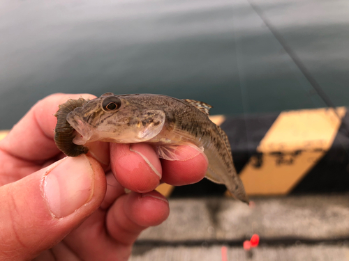 モヨウハゼの釣果