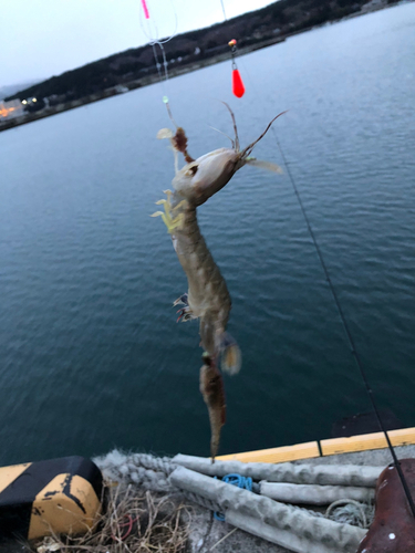 シャコの釣果