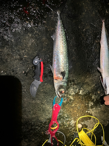 マサバの釣果