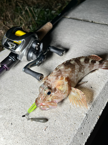 ガシラの釣果