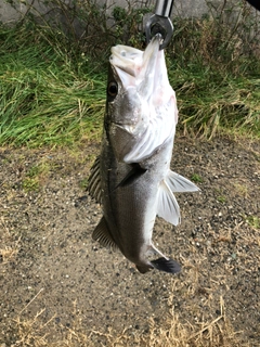 マルスズキの釣果