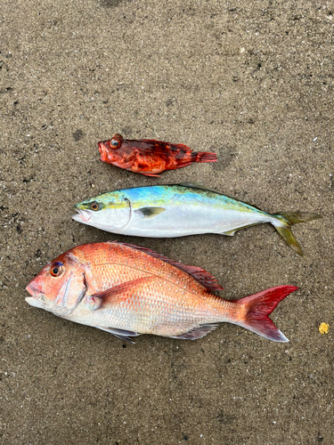 イナダの釣果