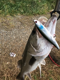 マルスズキの釣果