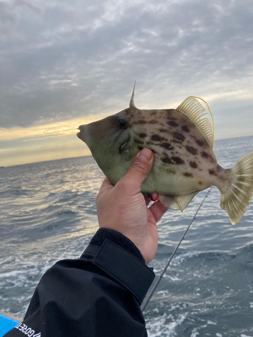 ごりっぱさんの釣果 1枚目の画像