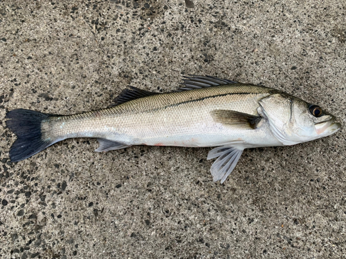 スズキの釣果