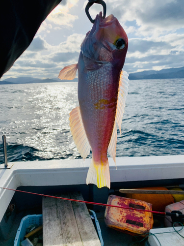 アマダイの釣果