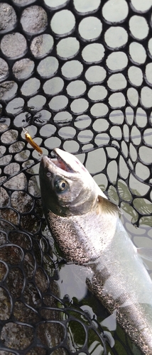 ニジマスの釣果