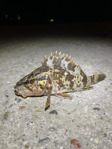 タケノコメバルの釣果