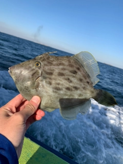 カワハギの釣果