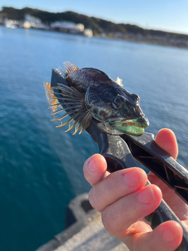 アナハゼの釣果