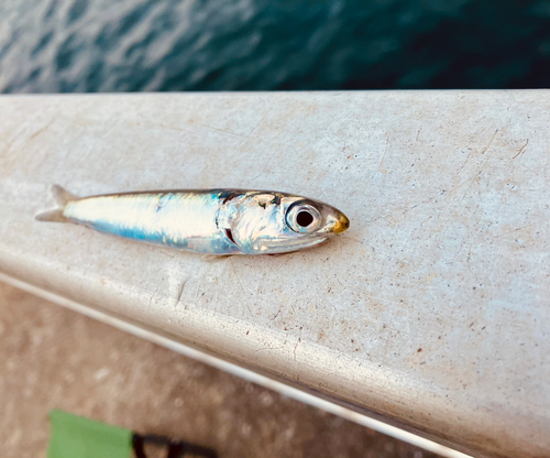 カタクチイワシの釣果