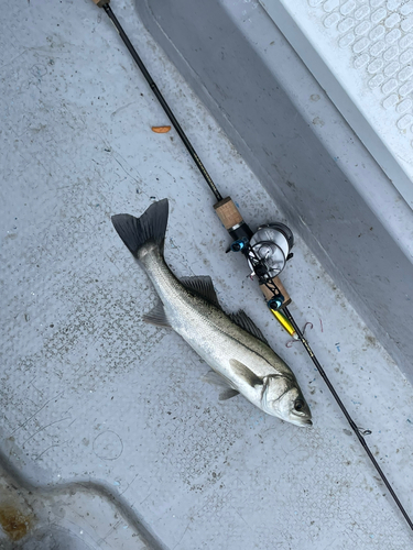 フッコ（マルスズキ）の釣果