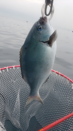 メジナの釣果