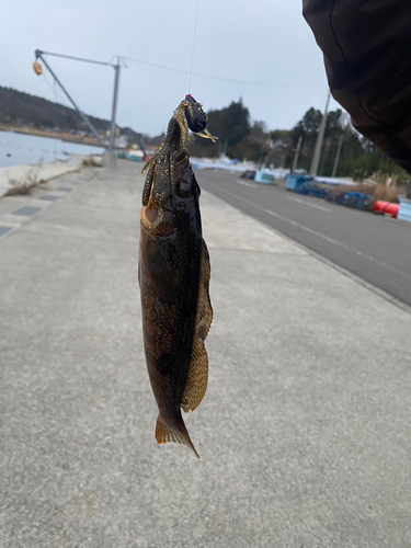 アイナメの釣果