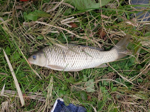 コイの釣果