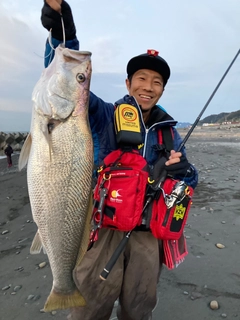 オオニベの釣果