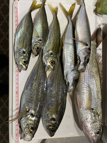 アジの釣果