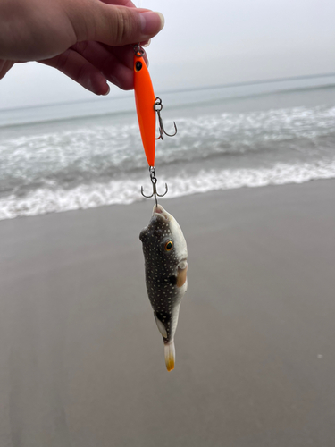 クサフグの釣果