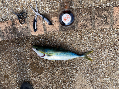 ハマチの釣果