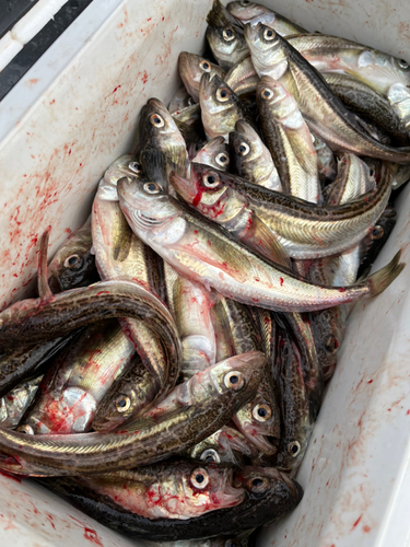 ハタハタの釣果