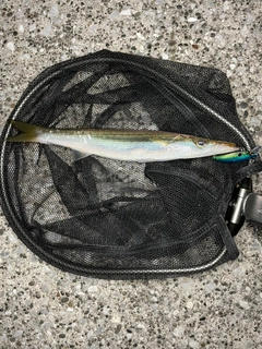 カマスの釣果