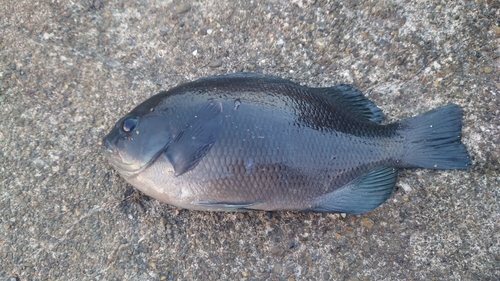 クチブトグレの釣果