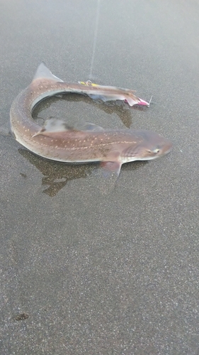 サメの釣果