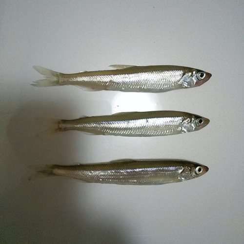 チカの釣果